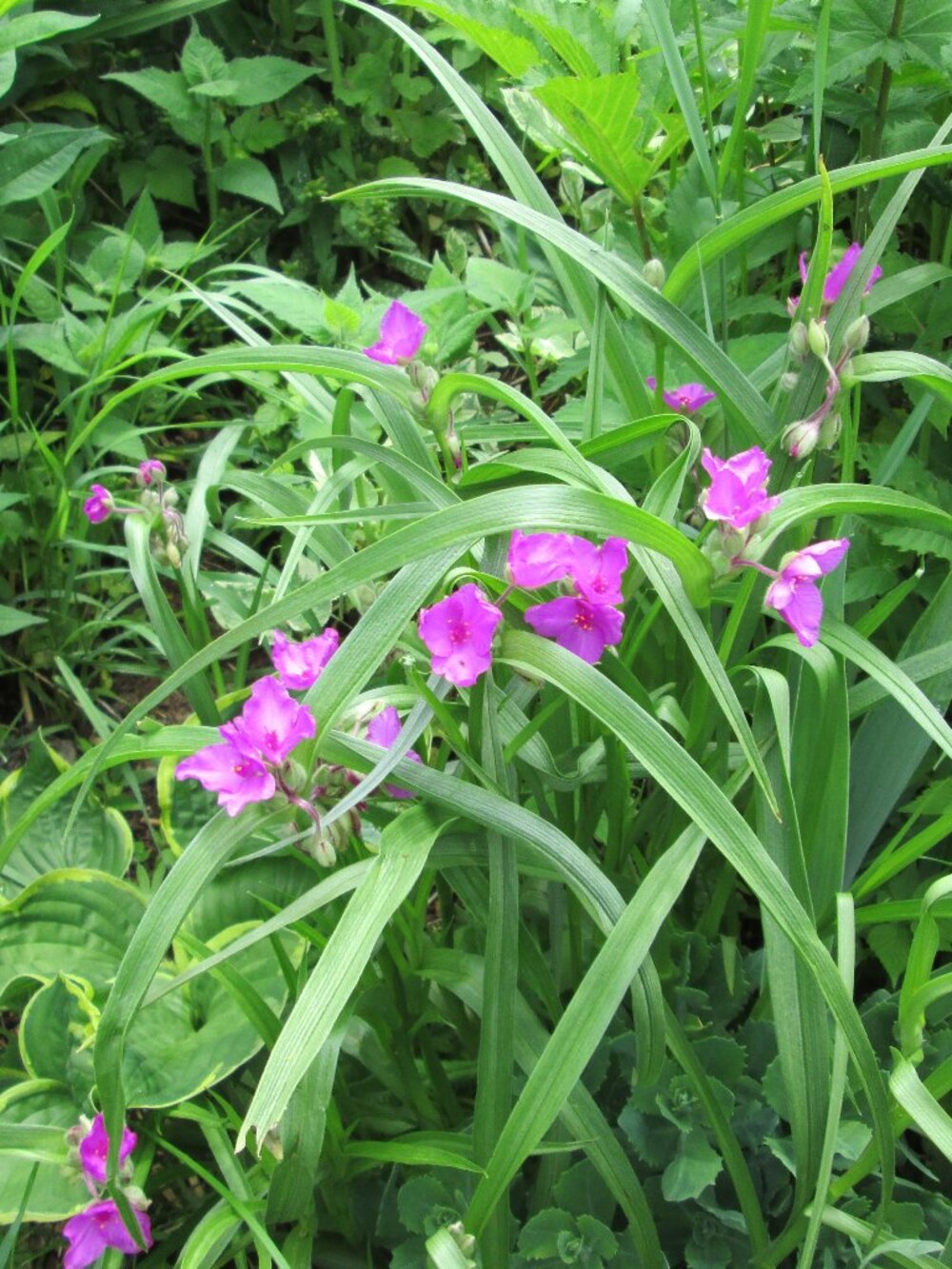 8 Magneta Spiderwort perennial zone 2-8 pink